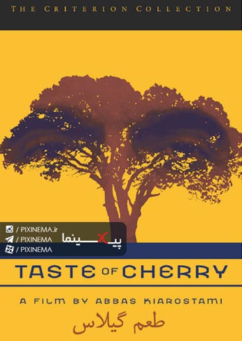 طعم گیلاس